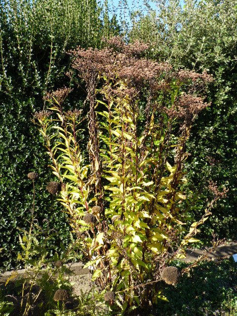Vernonia arkansana = crinita automne
